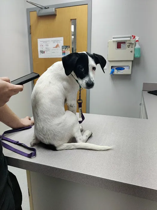 England Run Veterinary Clinic Picture 8