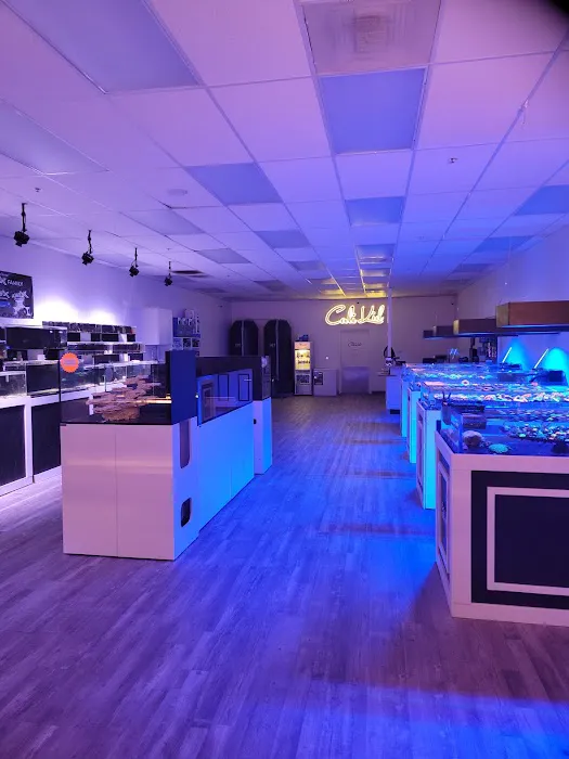 Cali Kid Corals Picture 4