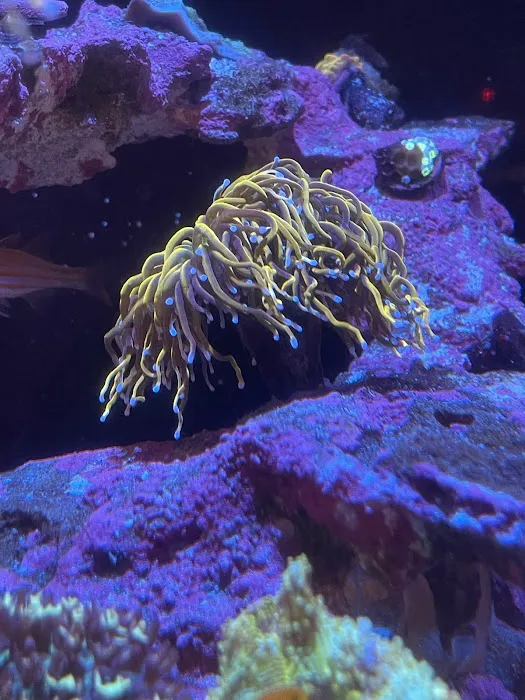 Cali Kid Corals Picture 5