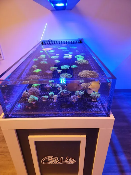 Cali Kid Corals Picture 10