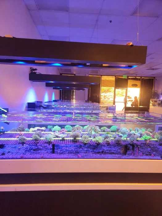 Cali Kid Corals Picture 9