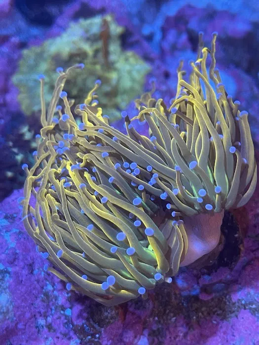 Cali Kid Corals Picture 6