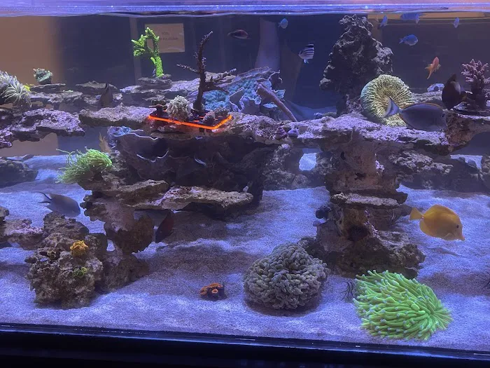 Cali Kid Corals Picture 7