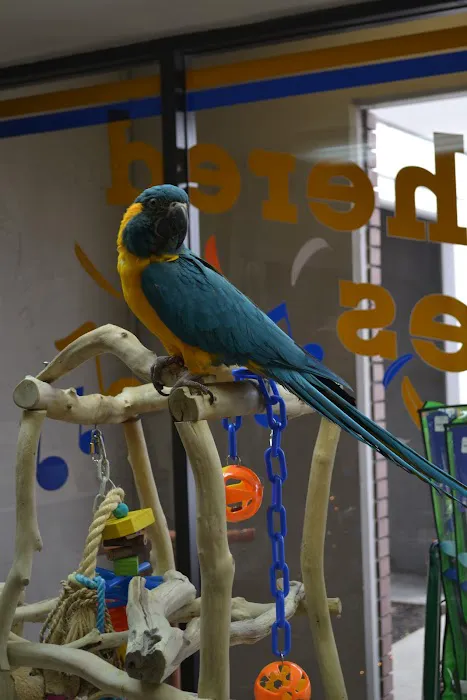 Feathered Follies Picture 8