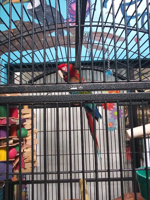 Feathered Follies Picture 5