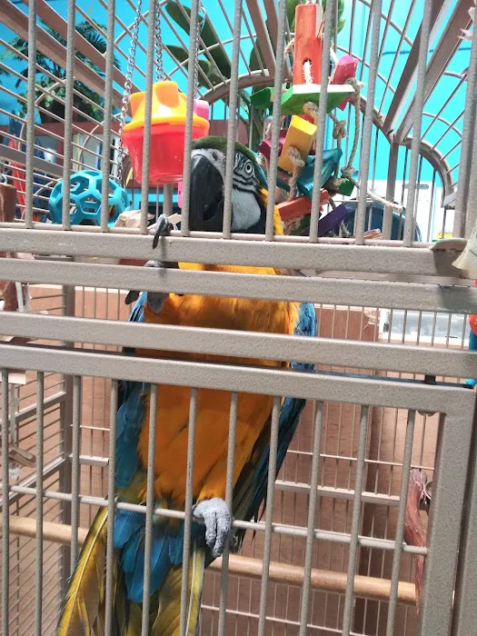 Feathered Follies Picture 3