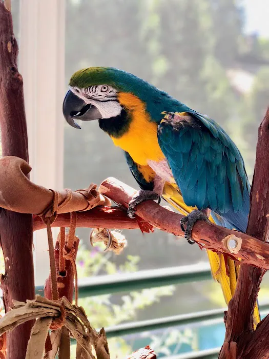 Feathered Follies Picture 1