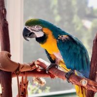 Feathered Follies ico