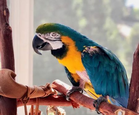Feathered Follies