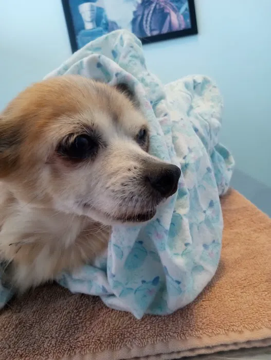 Loving Touch Animal Hospital Picture 1