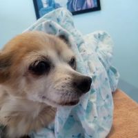Loving Touch Animal Hospital ico