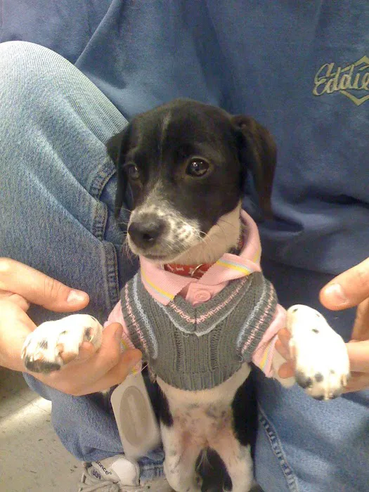 Loving Touch Animal Hospital Picture 7
