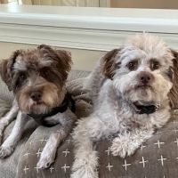 Shinto's Pet Food Kitchen & Store ico