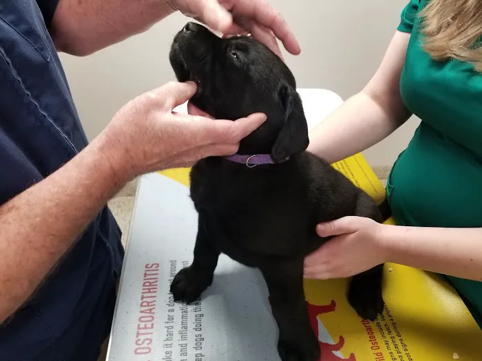 Veterinary Medical Center Picture 2
