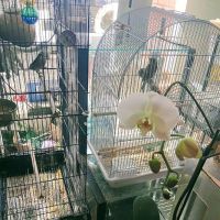 Red Hill Pet Center ico