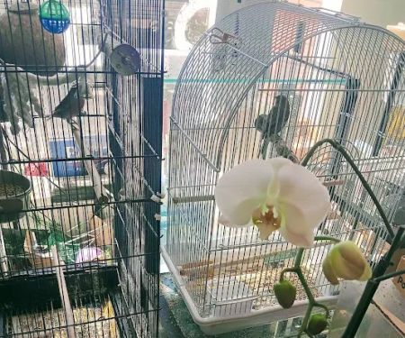 Red Hill Pet Center