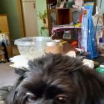 Olde Bedford Veterinary Clinic