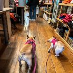 Dogville