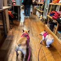 Dogville ico