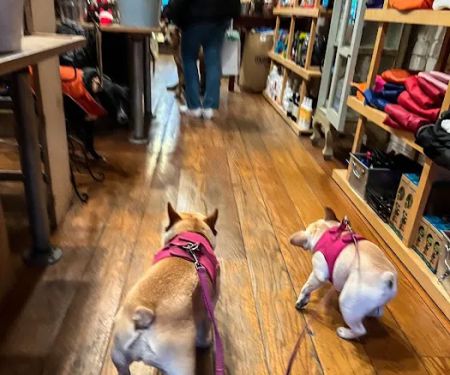 Dogville