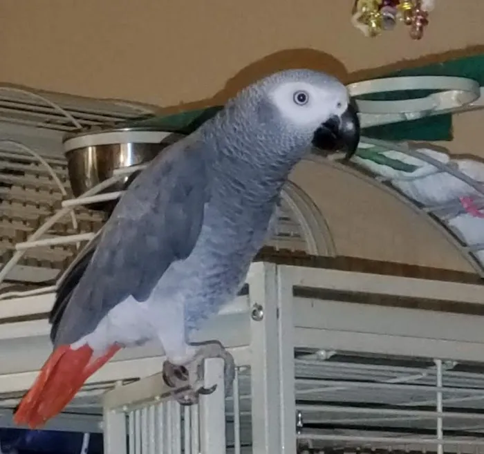 Island Exotic Veterinary Care Picture 4