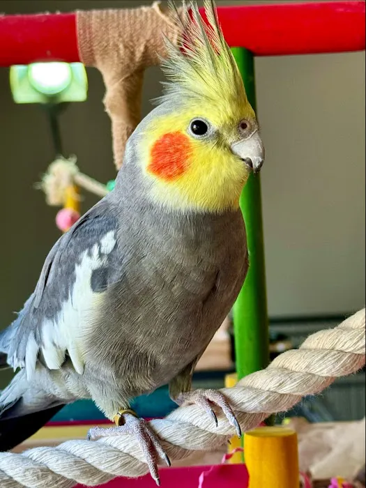 Island Exotic Veterinary Care Picture 7