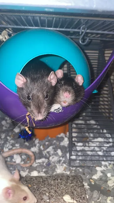 Island Exotic Veterinary Care Picture 1
