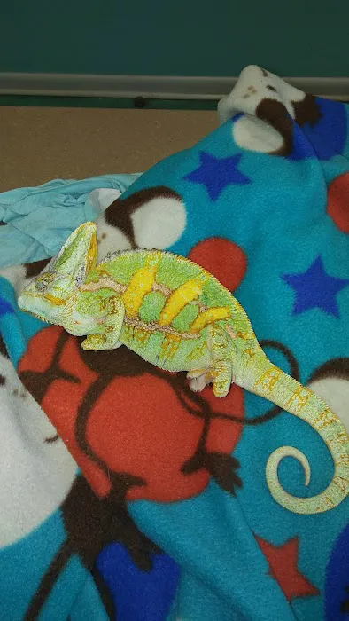 Island Exotic Veterinary Care Picture 6