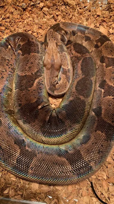 Island Exotic Veterinary Care Picture 9