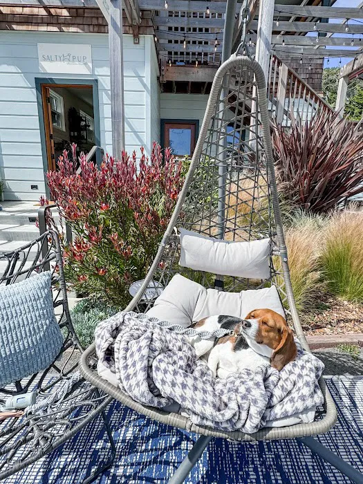 Salty Pup Stinson Beach Picture 9
