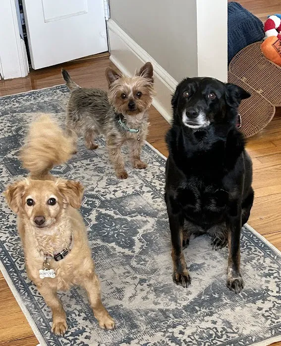 Island Veterinary Group Picture 9