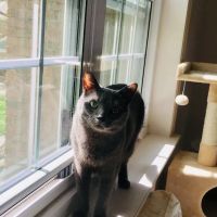 Island Veterinary Group ico