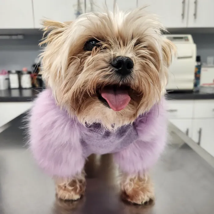 Huntington Village Animal Hospital Picture 3
