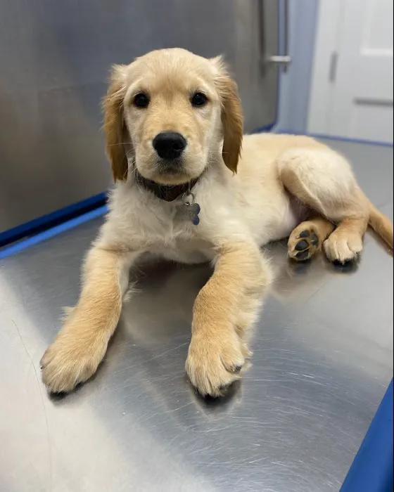 Huntington Village Animal Hospital Picture 2