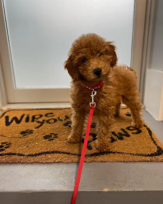 Huntington Village Animal Hospital Picture 4