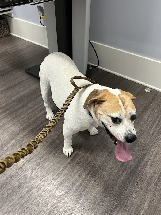 Huntington Village Animal Hospital Picture 1
