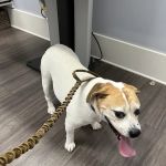 Huntington Village Animal Hospital