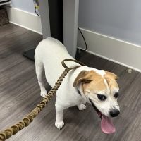 Huntington Village Animal Hospital ico