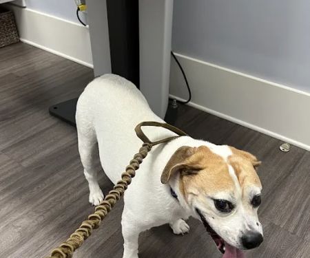 Huntington Village Animal Hospital