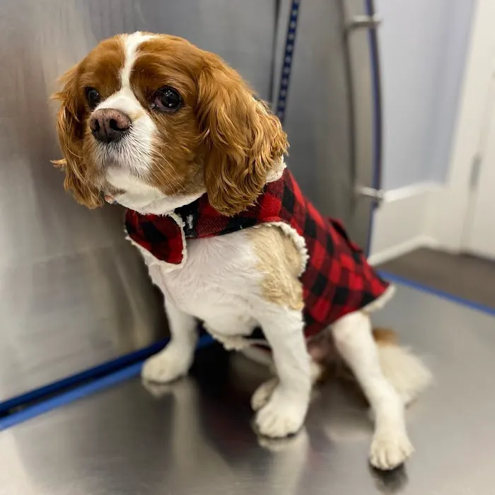 Huntington Village Animal Hospital Picture 9