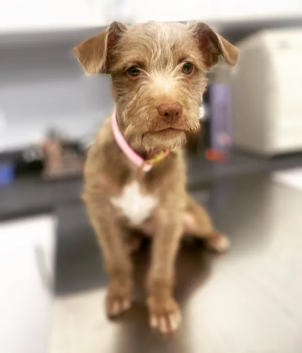 Huntington Village Animal Hospital Picture 10