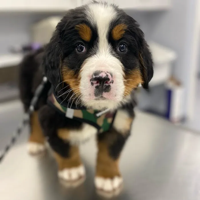 Huntington Village Animal Hospital Picture 7