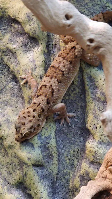 Reptilemania Picture 2