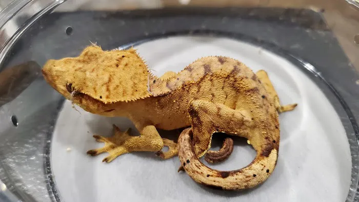 Reptilemania Picture 1