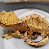 Reptilemania ico