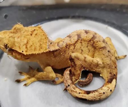 Reptilemania