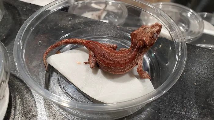 Reptilemania Picture 6