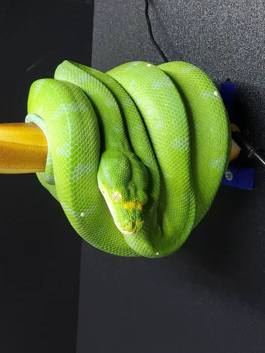 Reptilemania Picture 8