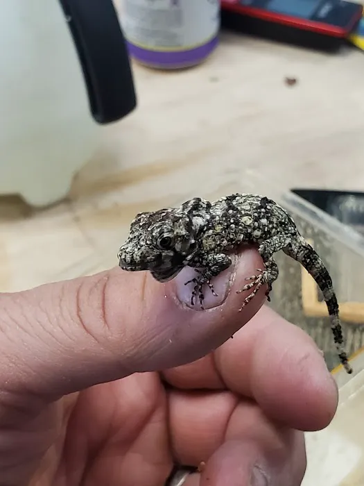Reptilemania Picture 5