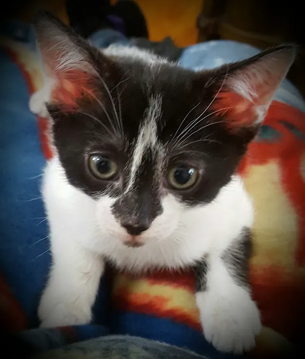 Fort Hill Animal Hospital Picture 4